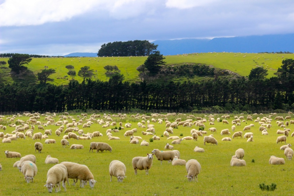 Wharekauhau Lodge and Country Estate, New Zealand (Courtesy of Wharekauhau)